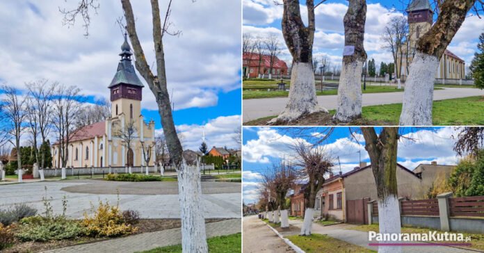 W Dąbrowicach kultywują tradycję Przed świętami pomalowali drzewa na