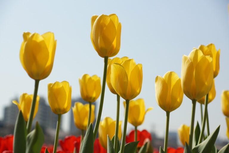 W Kutnie będzie jak w Holandii? Posadzono ponad 23 tysiące tulipanów!