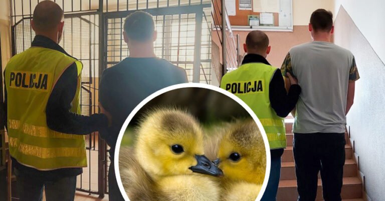 Złodzieje kaczek zatrzymani na gorącym uczynku. Grozi im 5 lat więzienia (FOTO)