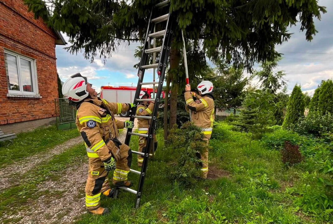 osp leszczynek pustulka