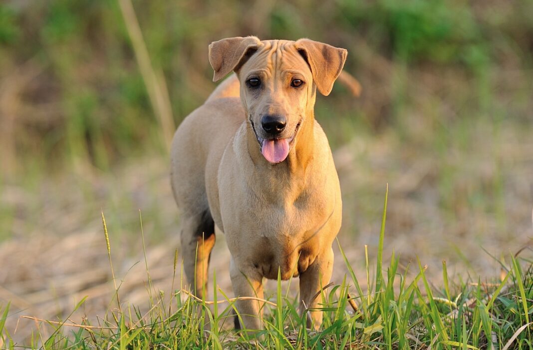 Thai Ridgeback Dog